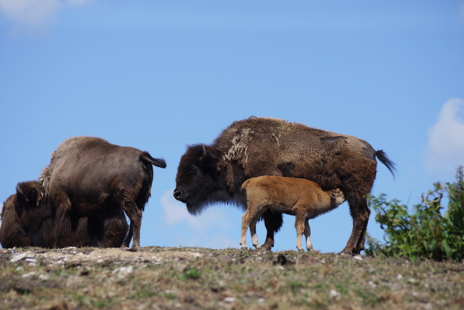 American Bison