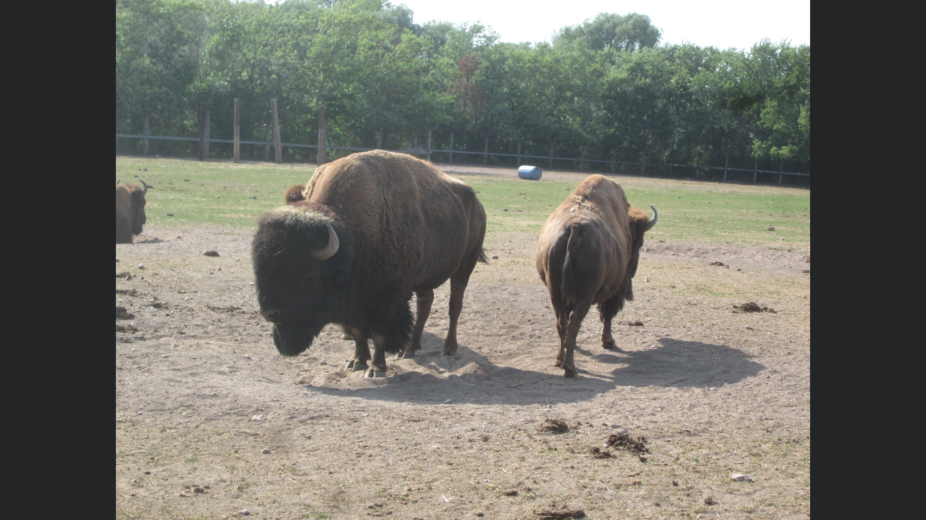 American Bison