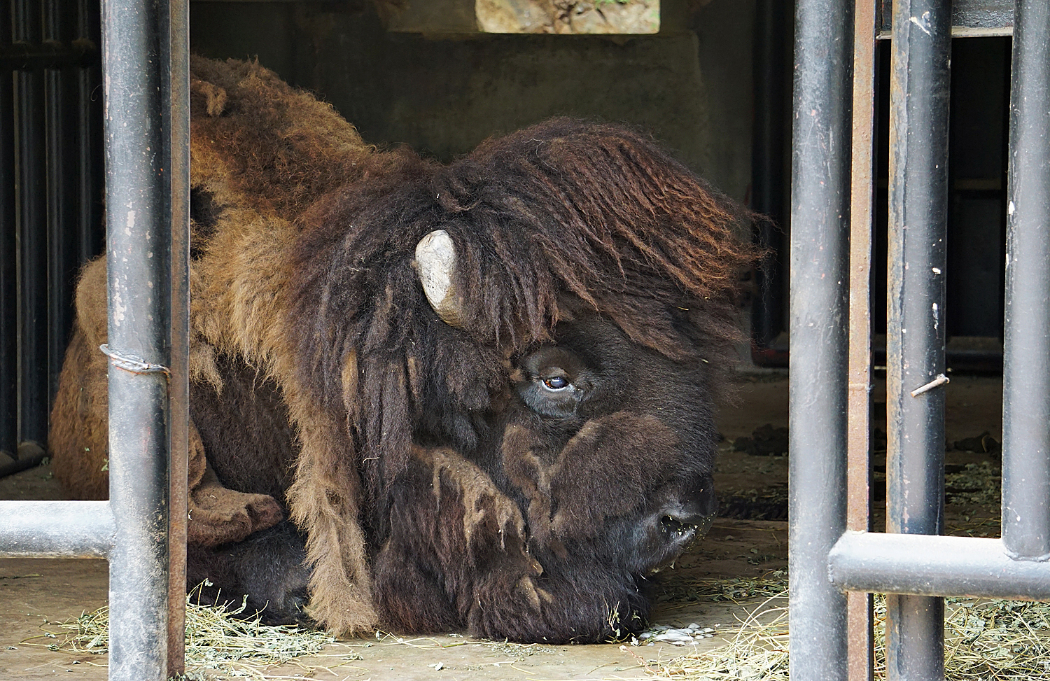 American bison