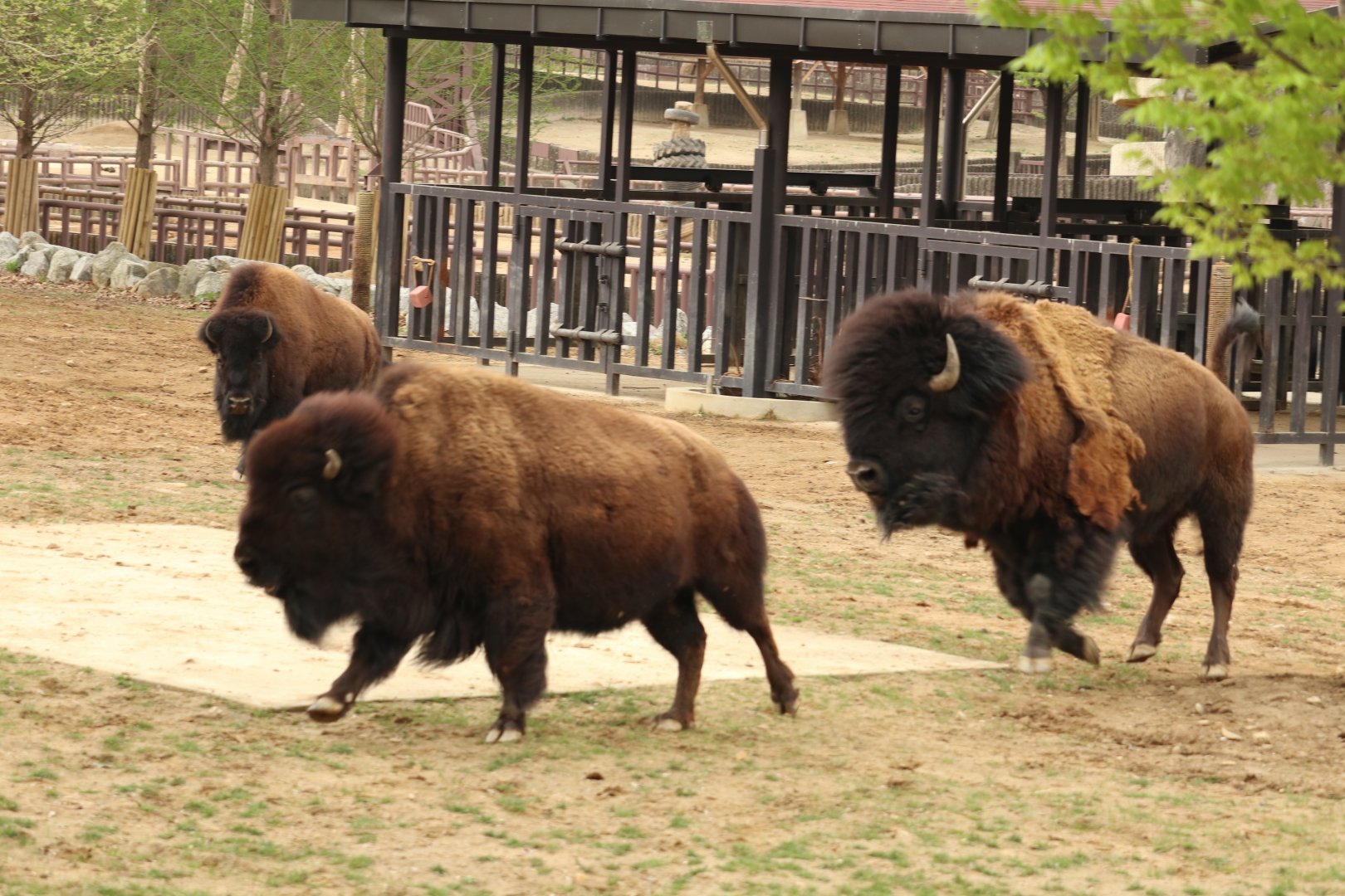 American Bison