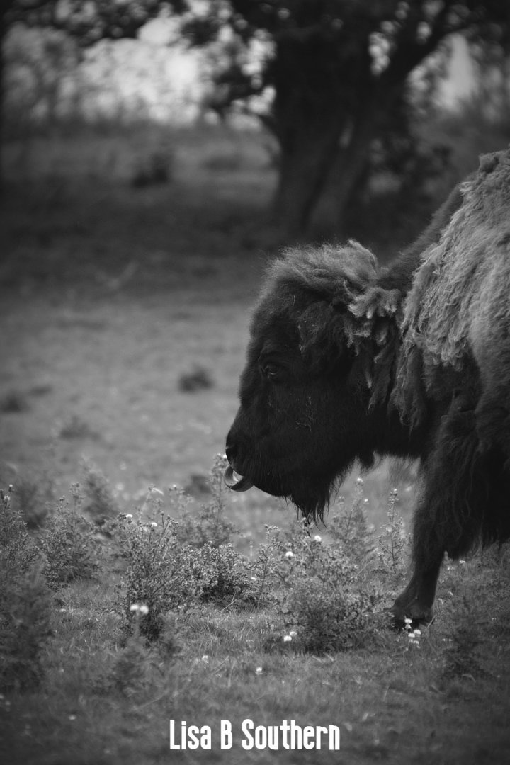 American Bison