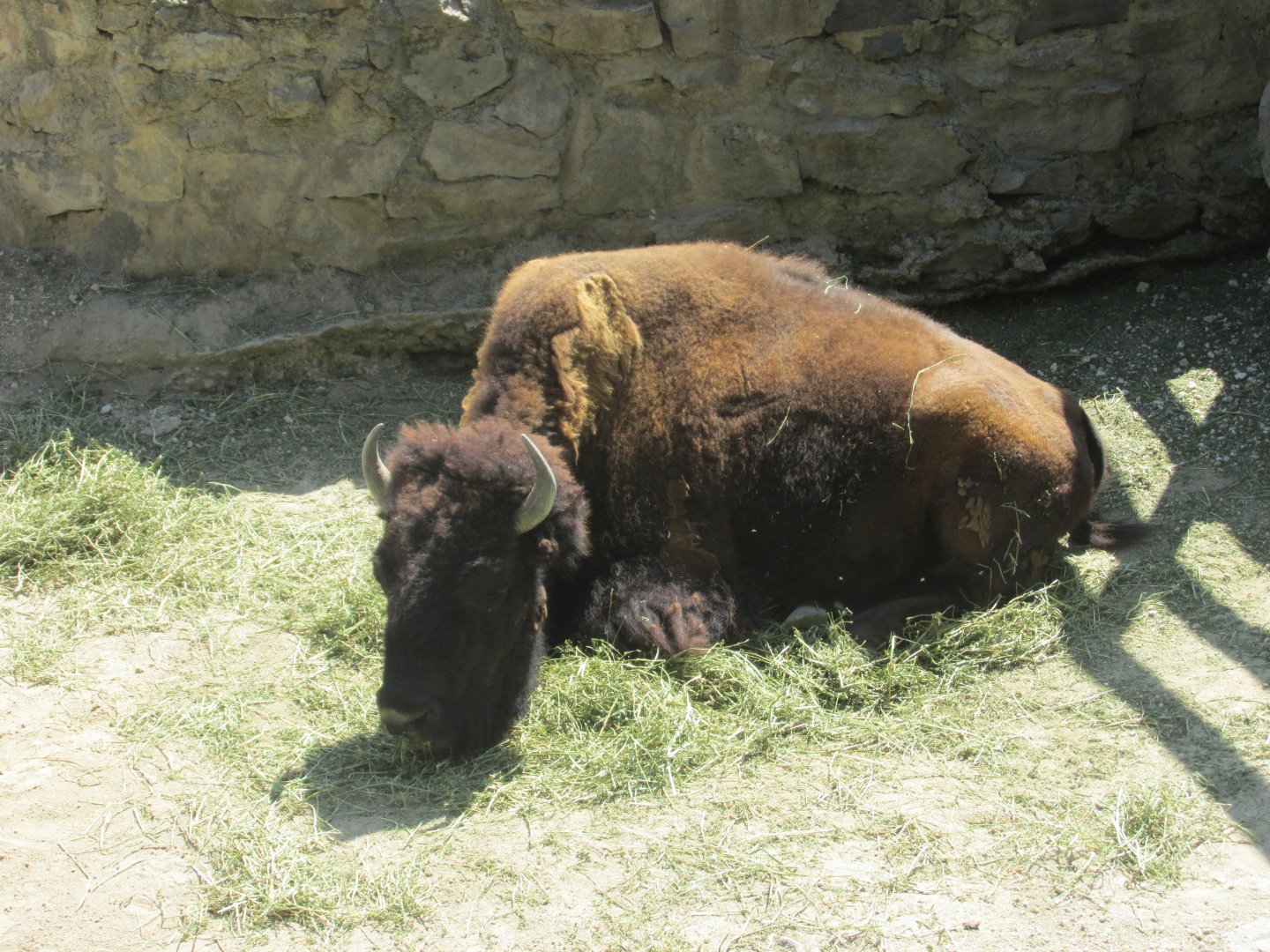 AMERICAN BISON