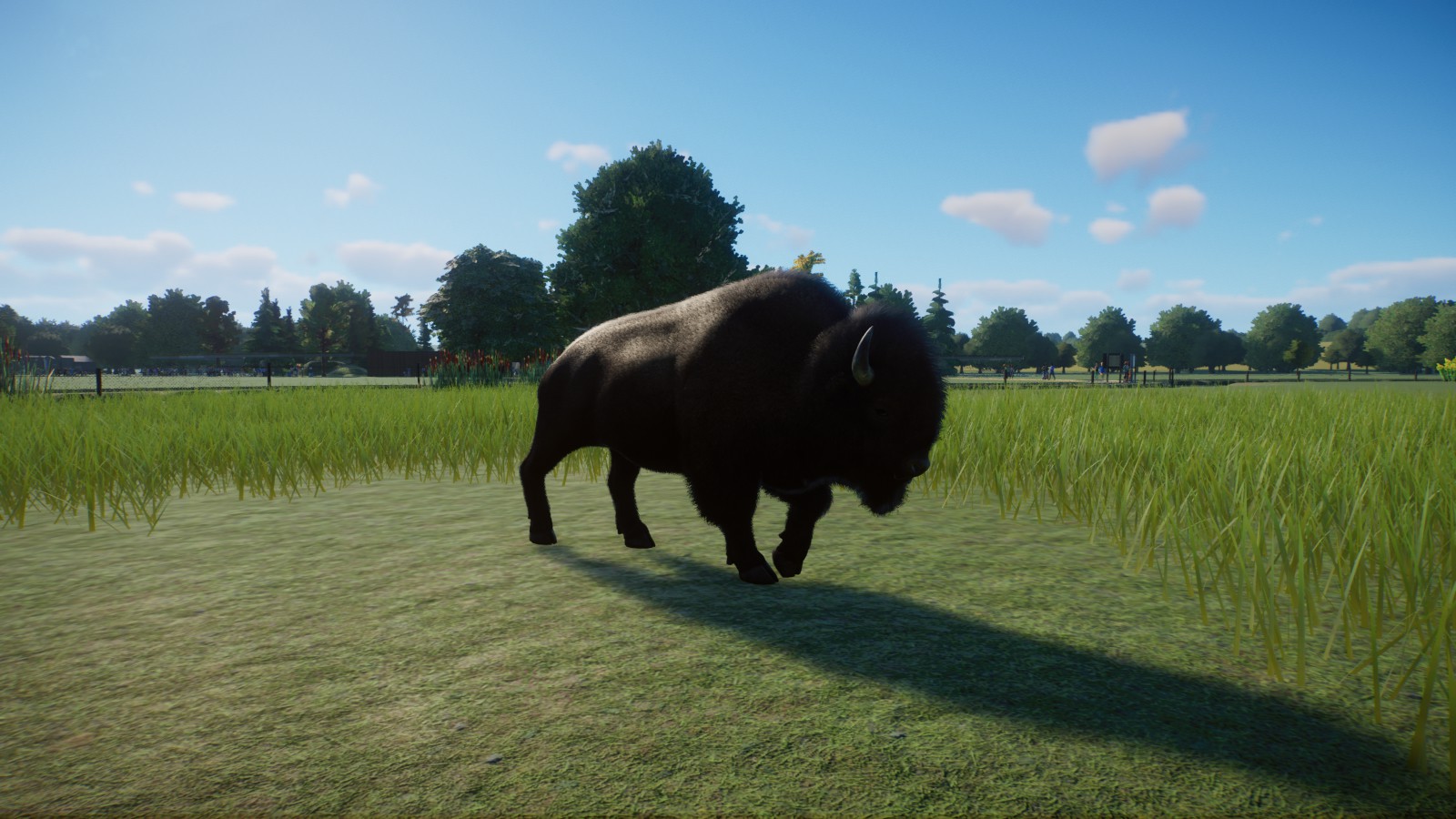 American Bison