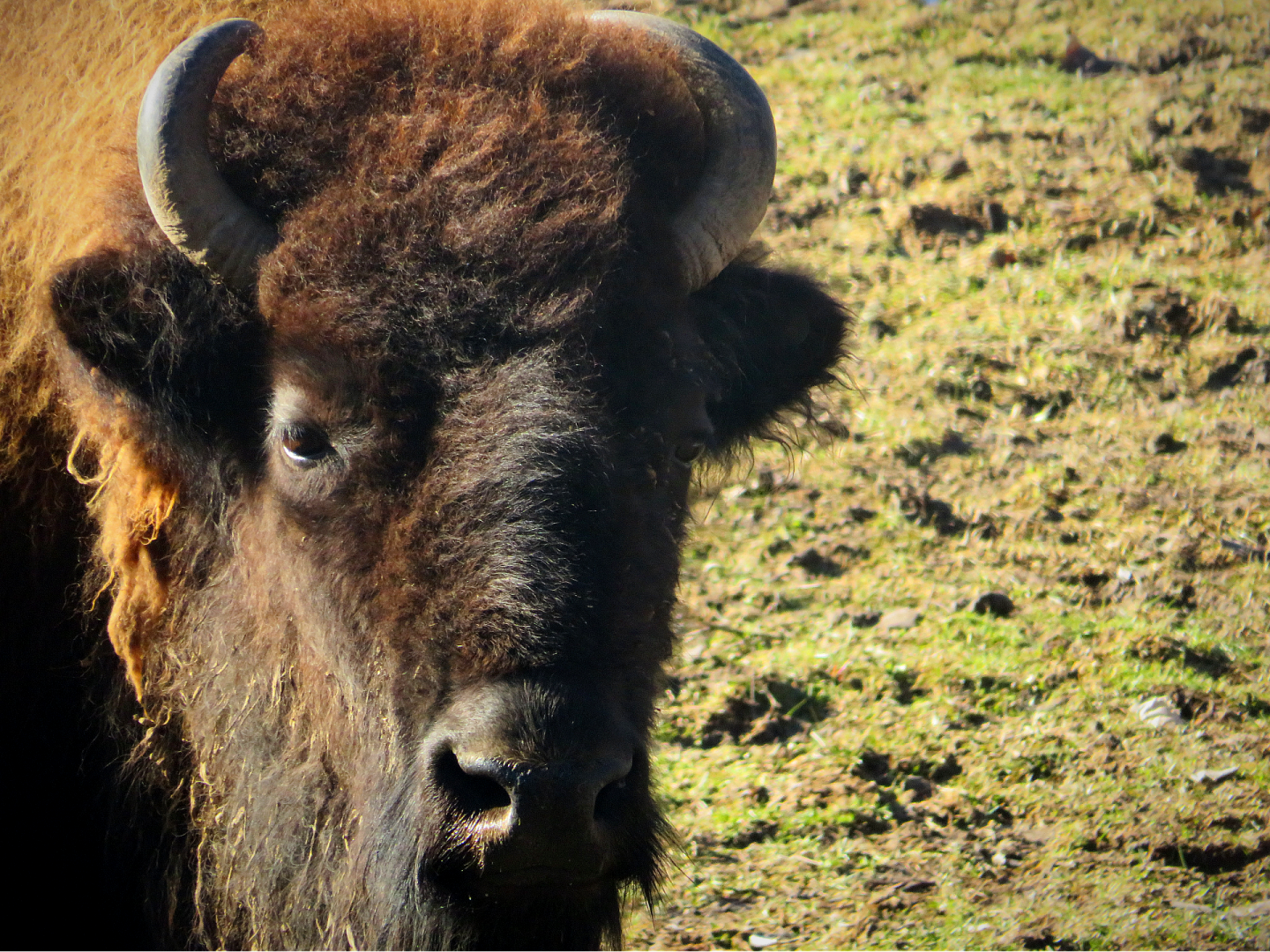 American bison