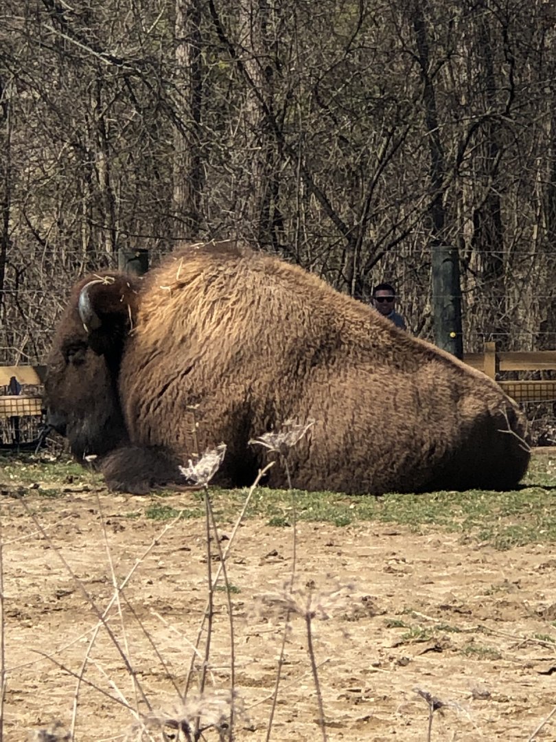 American Bison