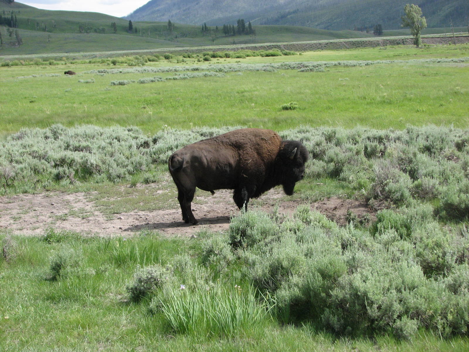 American Bison