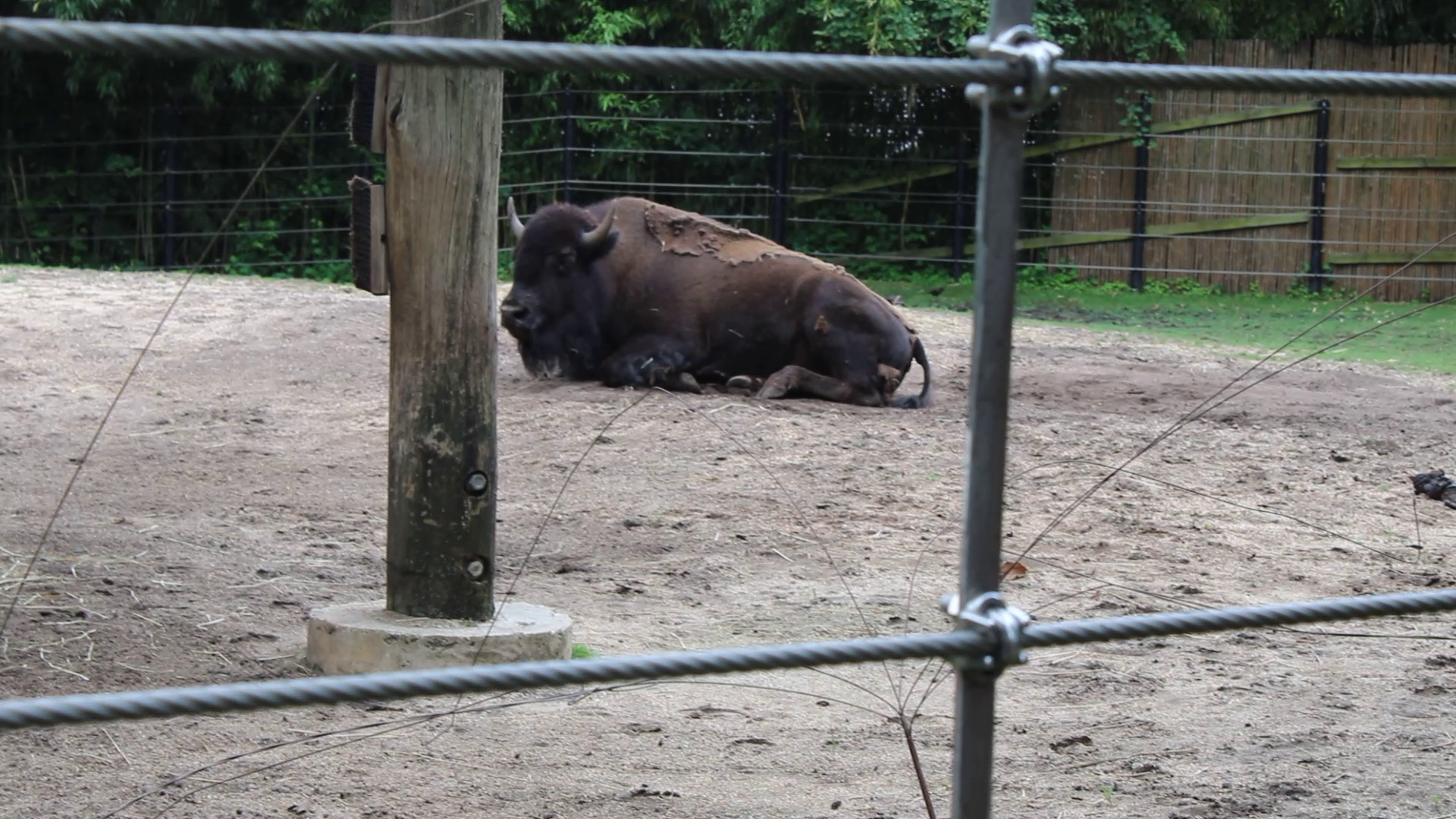 American Bison