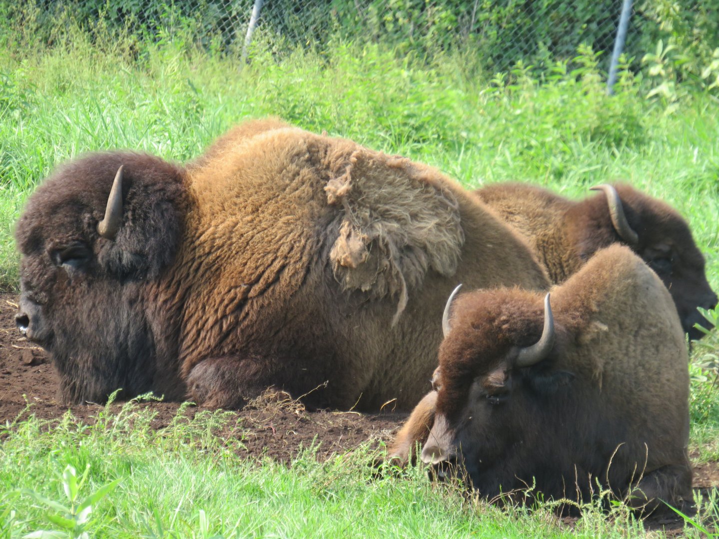American bison