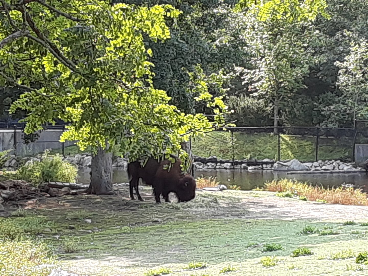 American Bison
