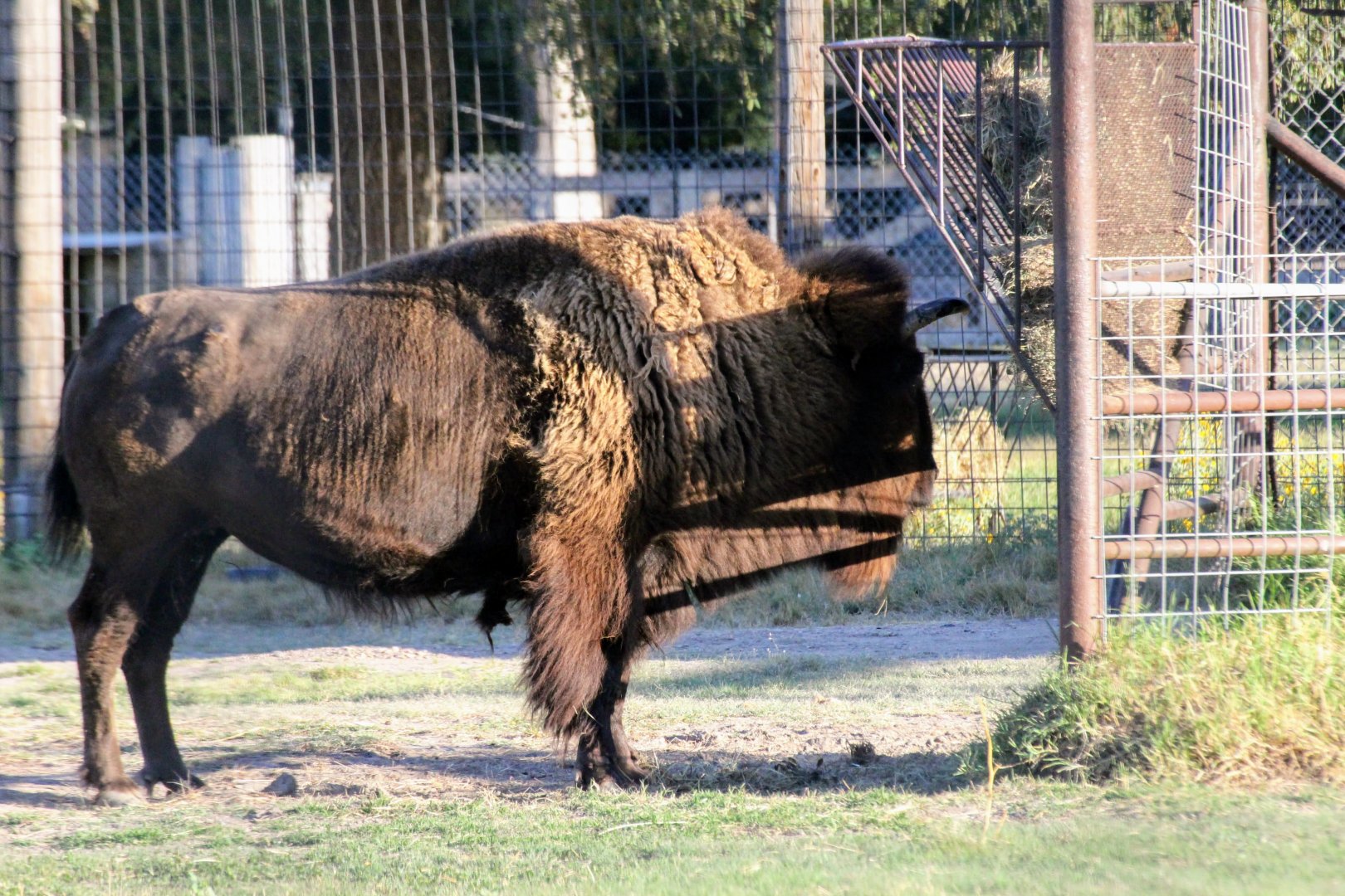 American Bison