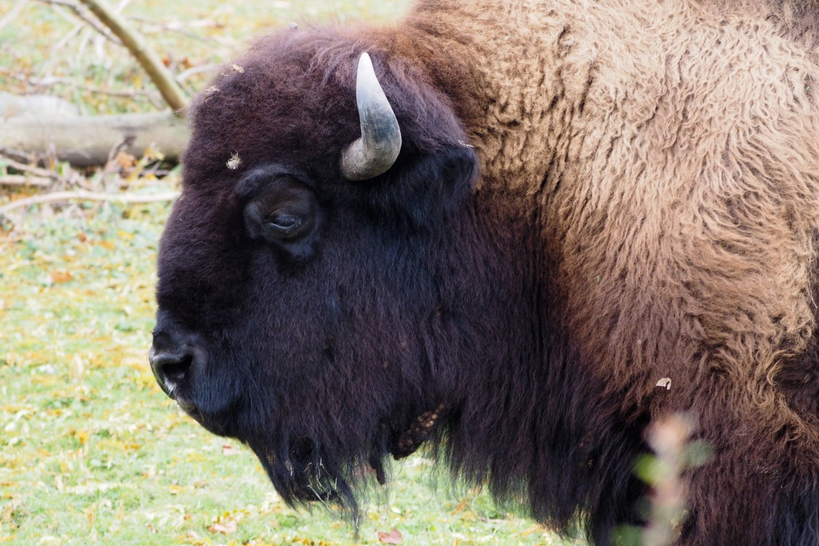 American bison