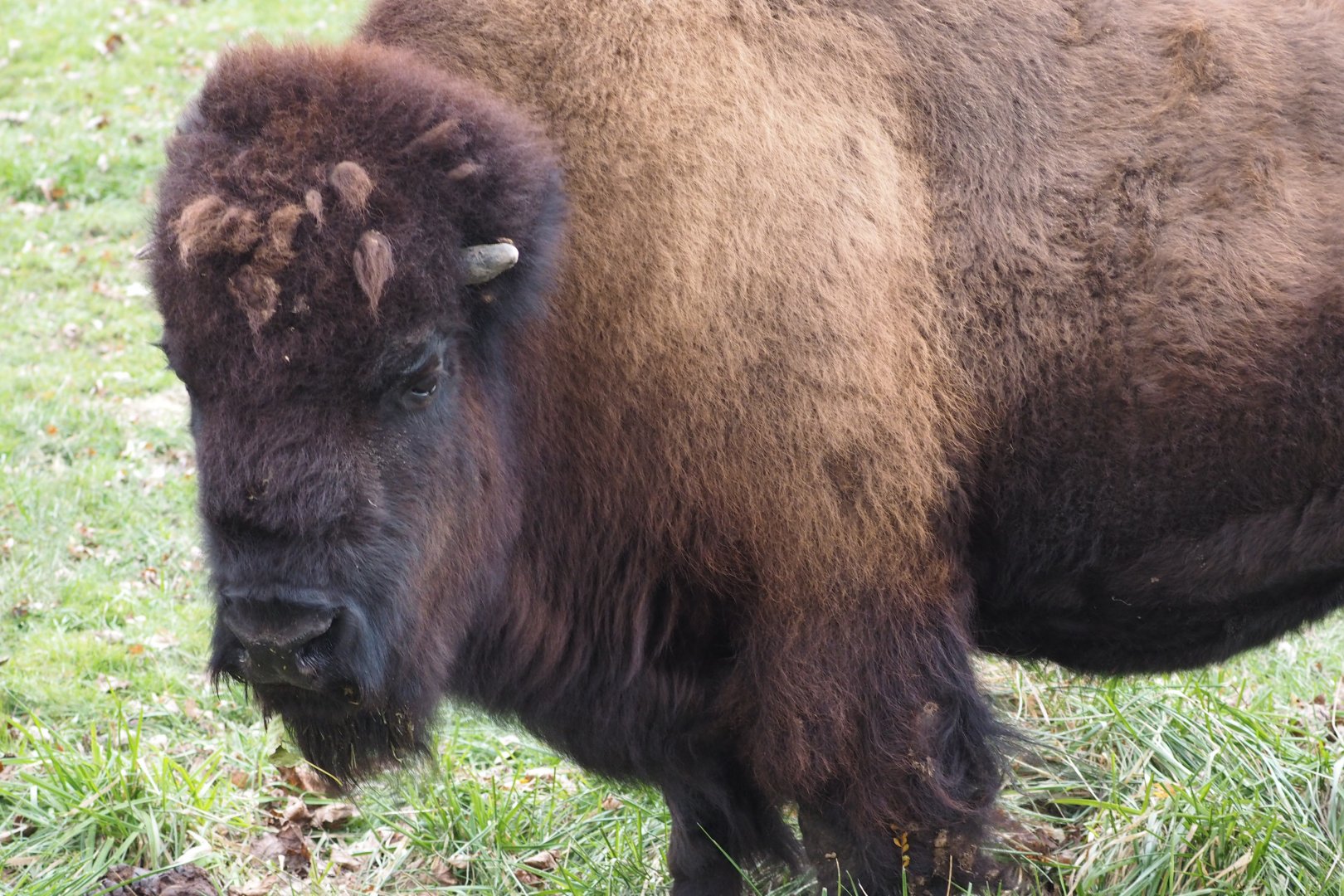 American bison