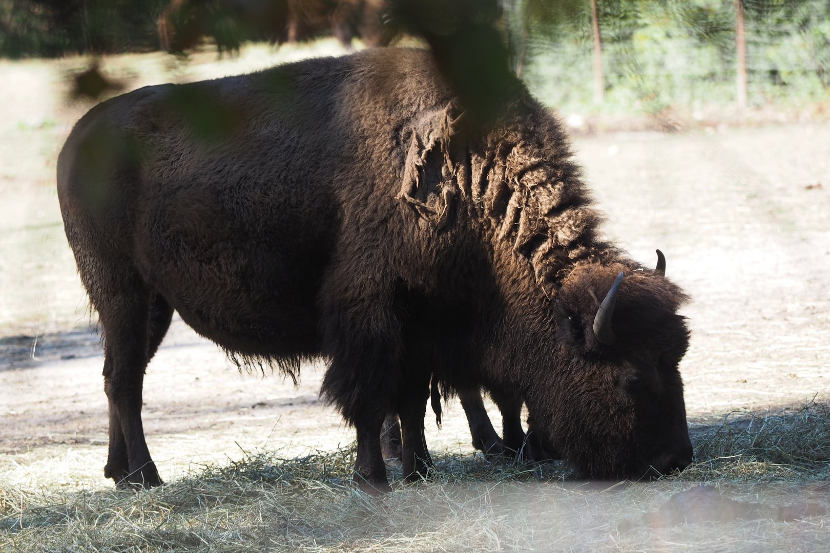 American bison