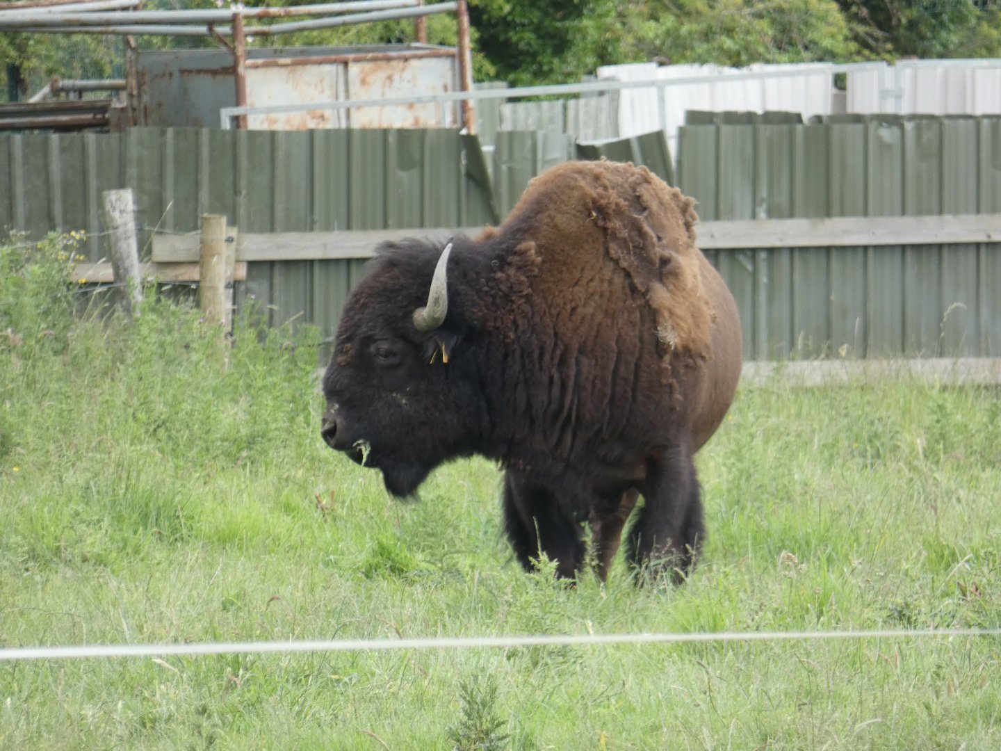 American bison