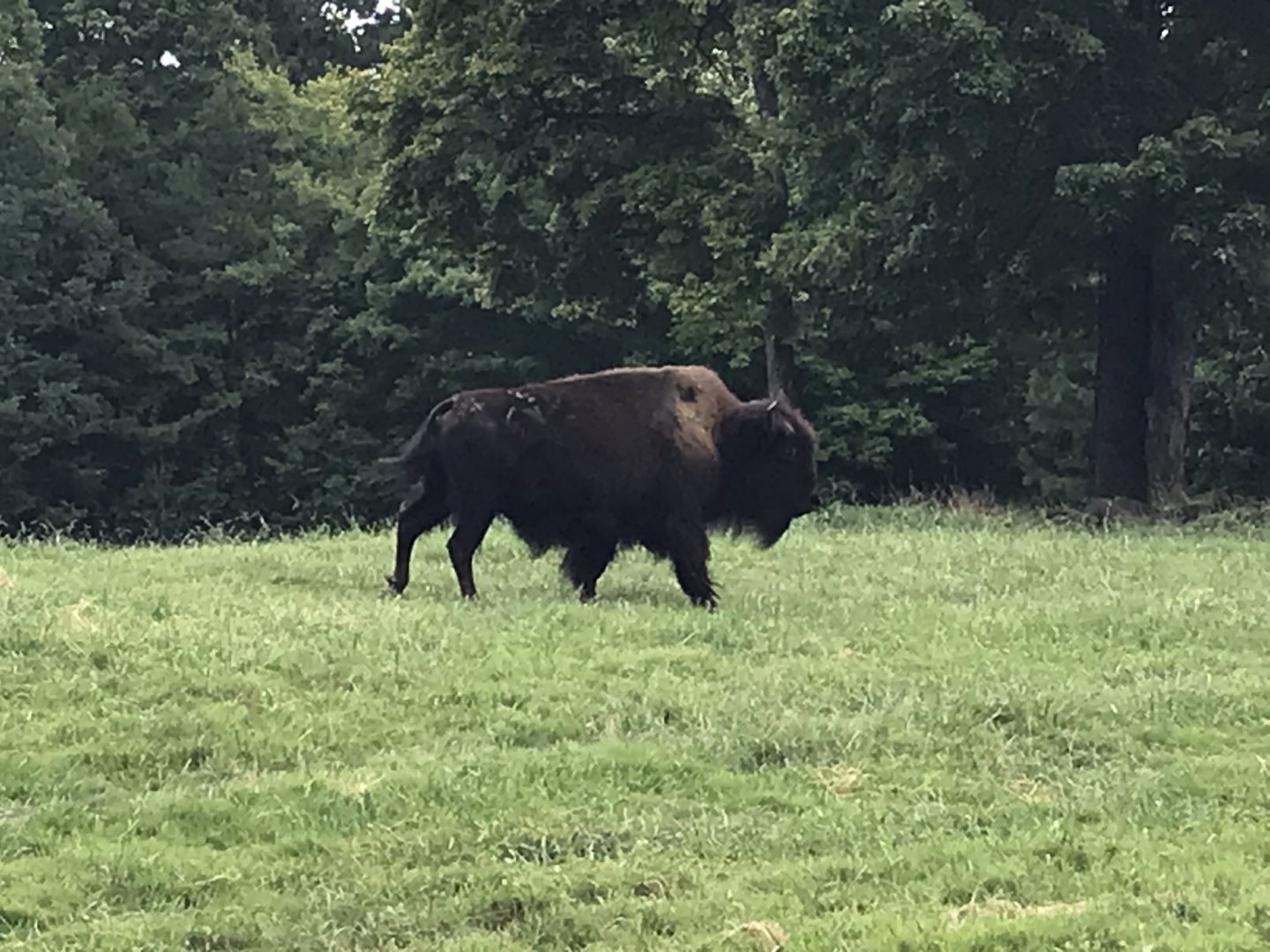 American Bison