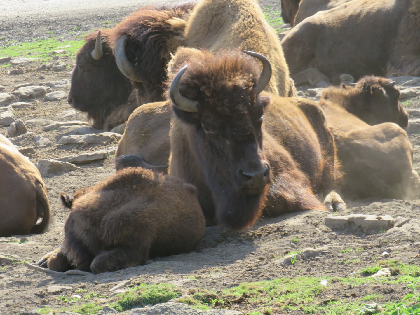 American bison