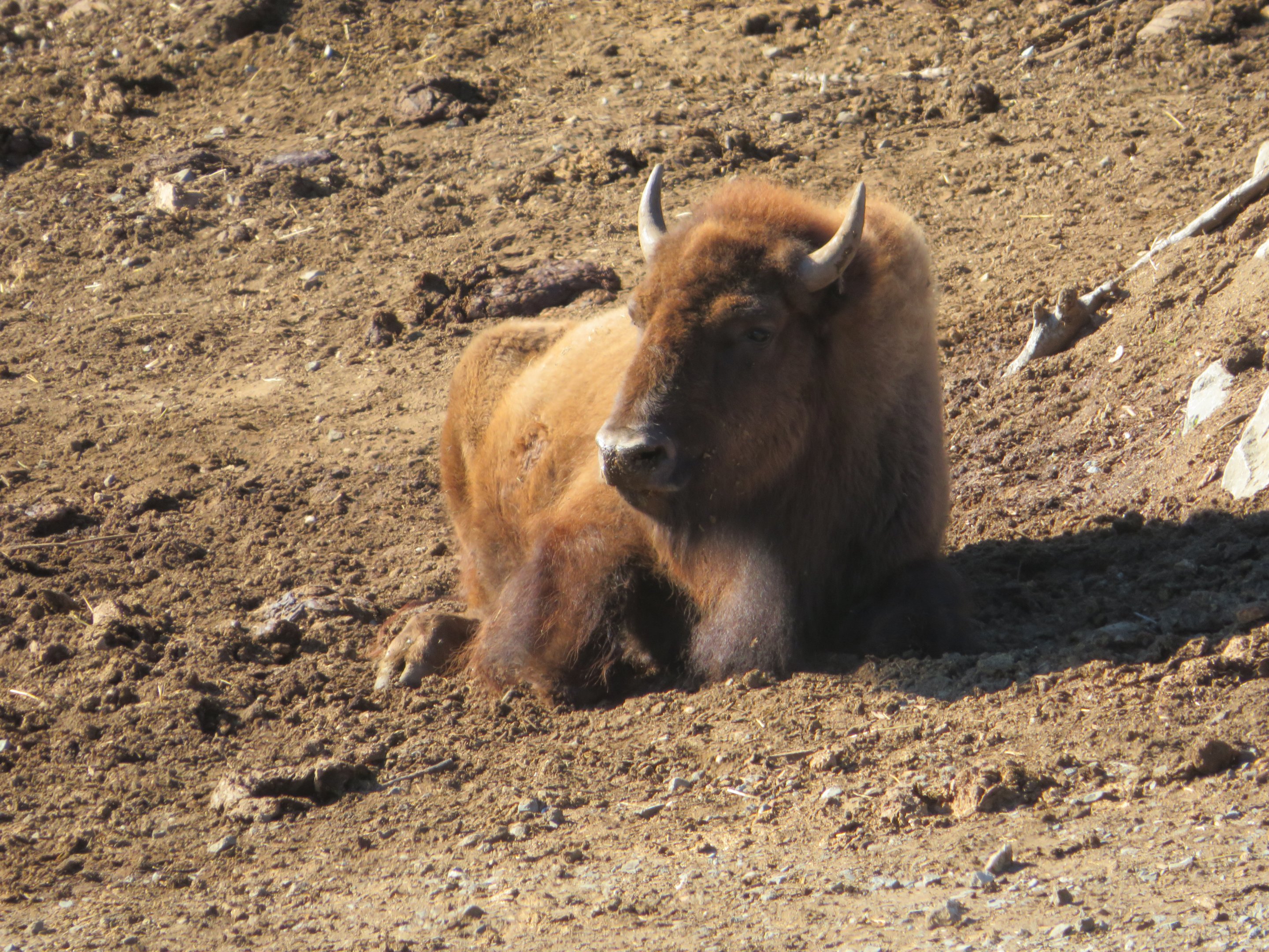 American Bison