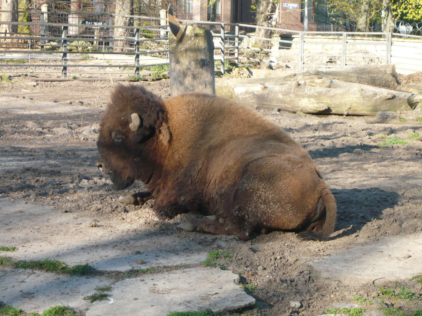 American bison