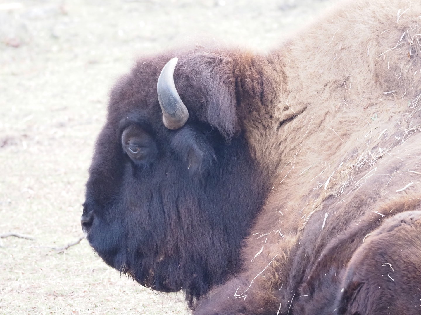 American bison