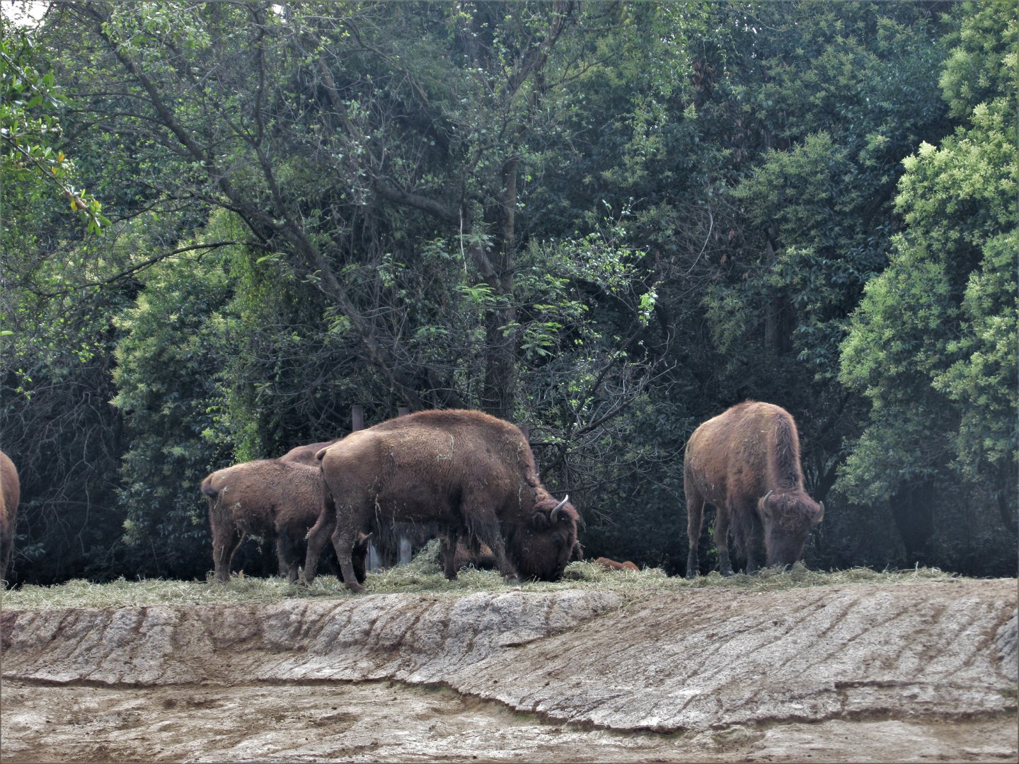 american bison