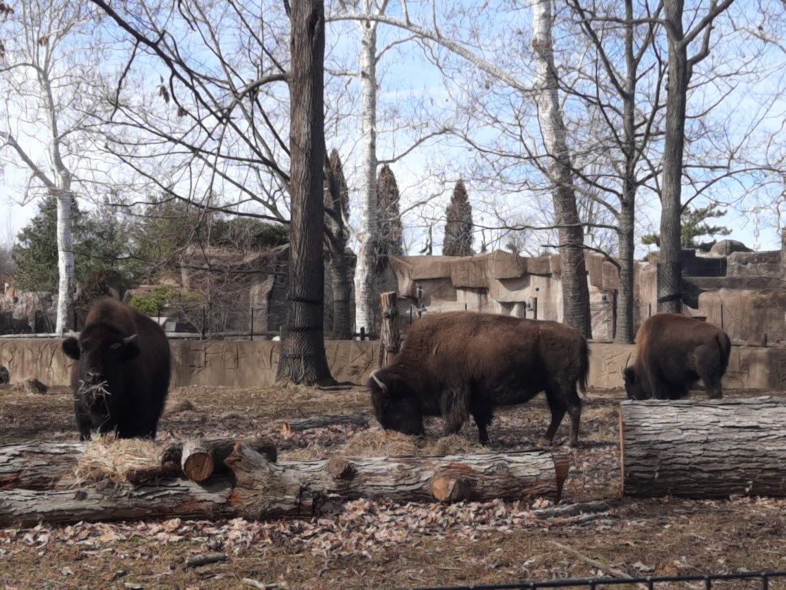 American Bison