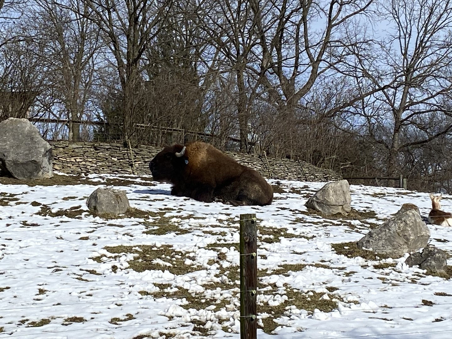 American Bison