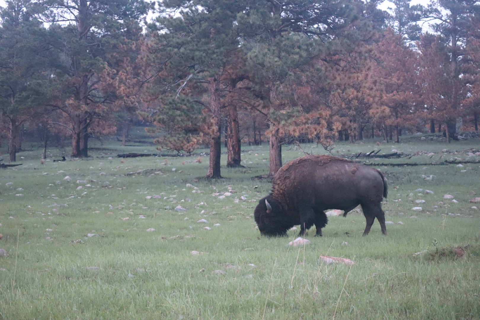 American Bison