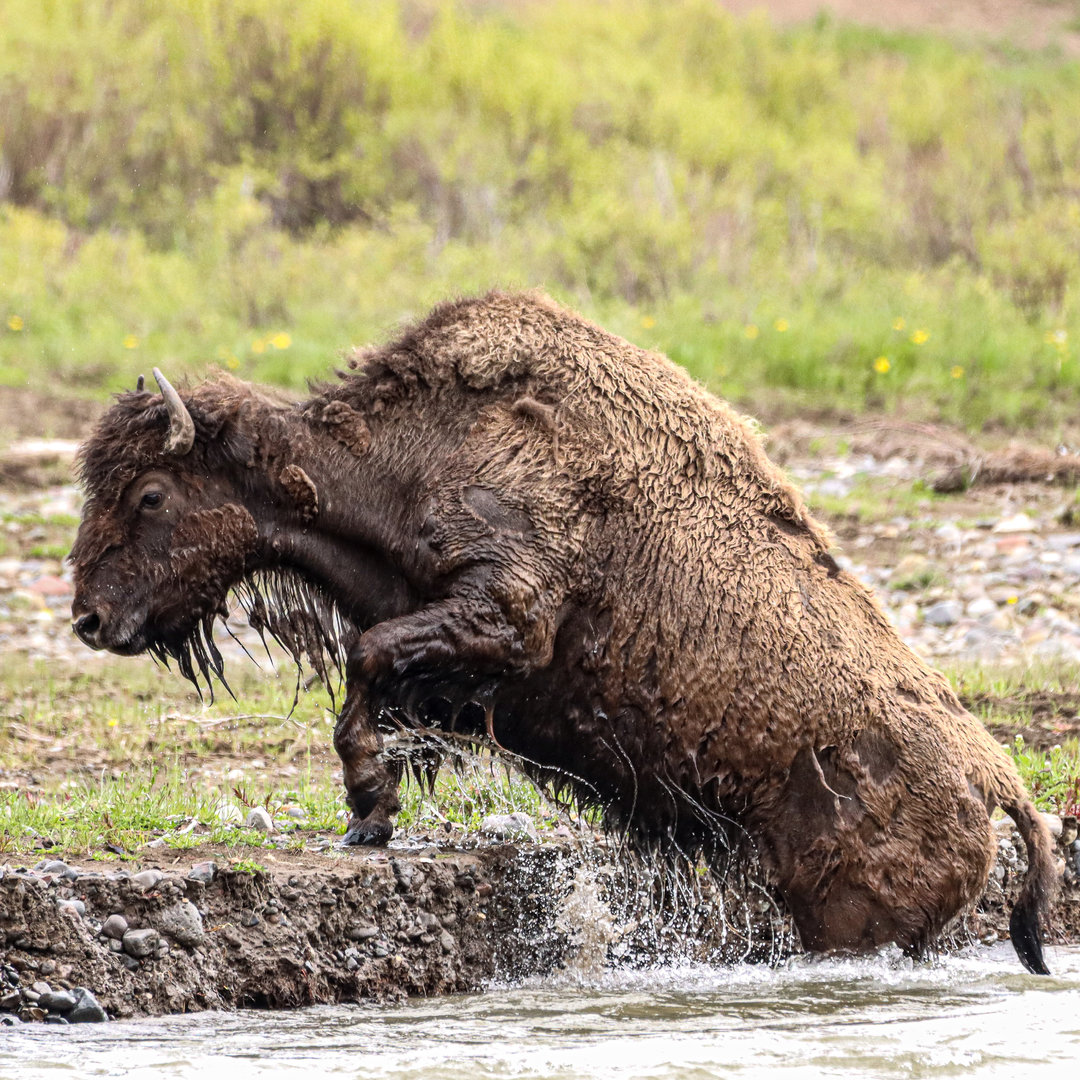 American Bison