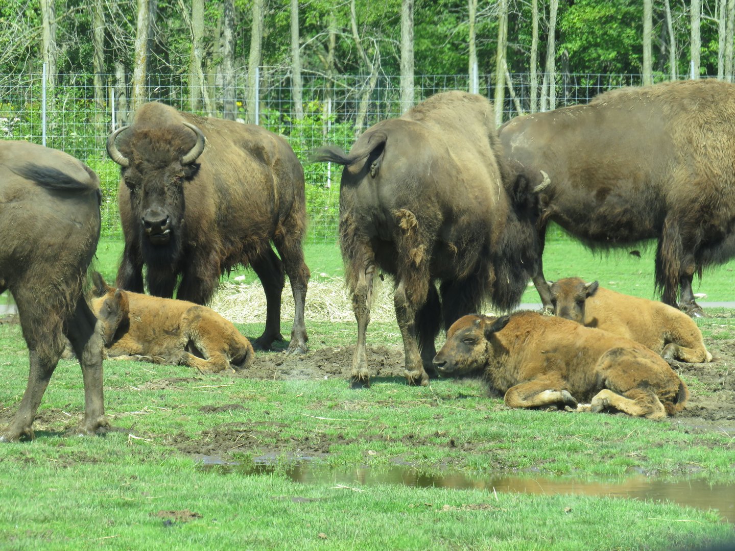 American bison