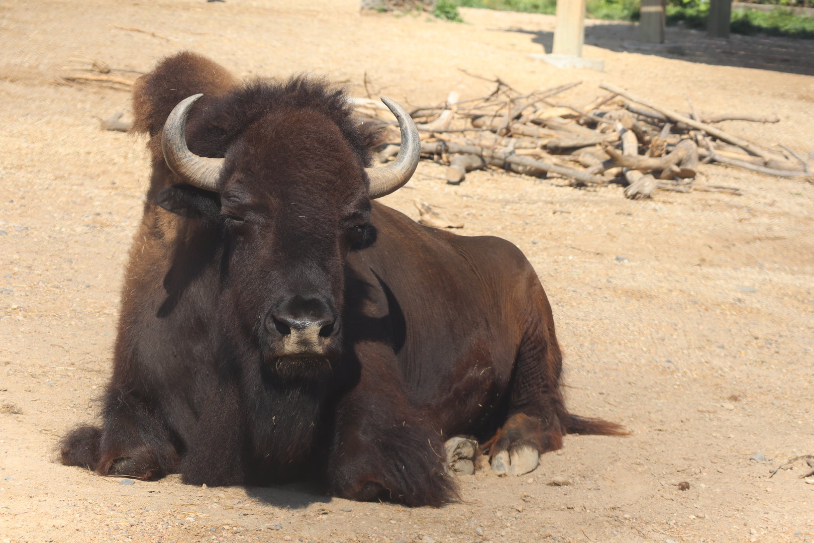 American Bison