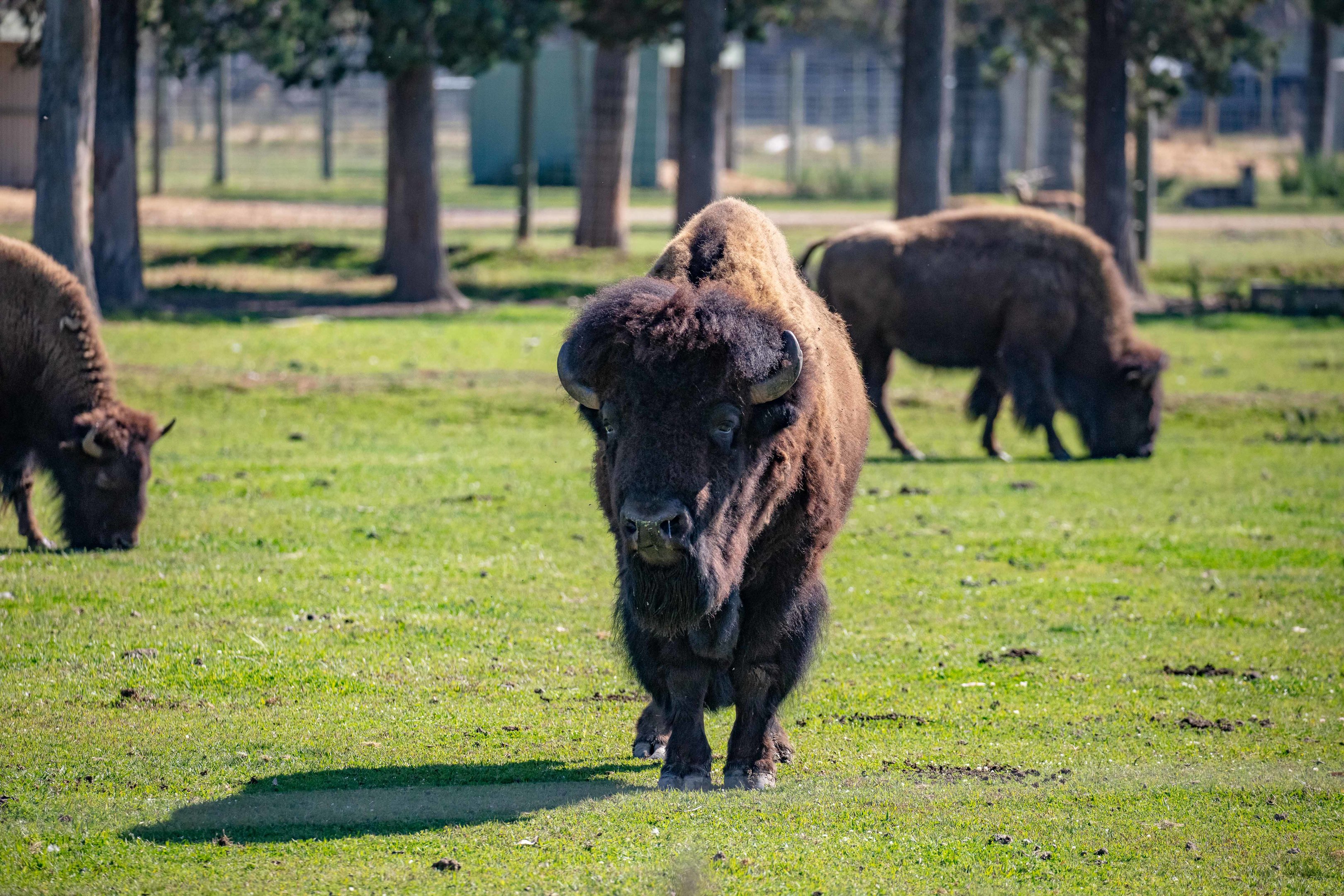 American Bison
