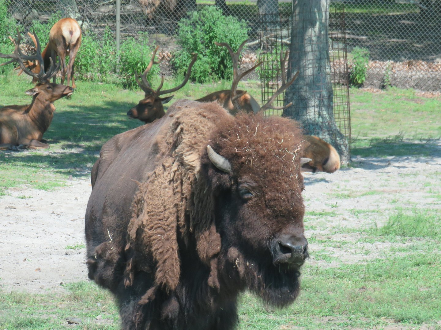 American bison