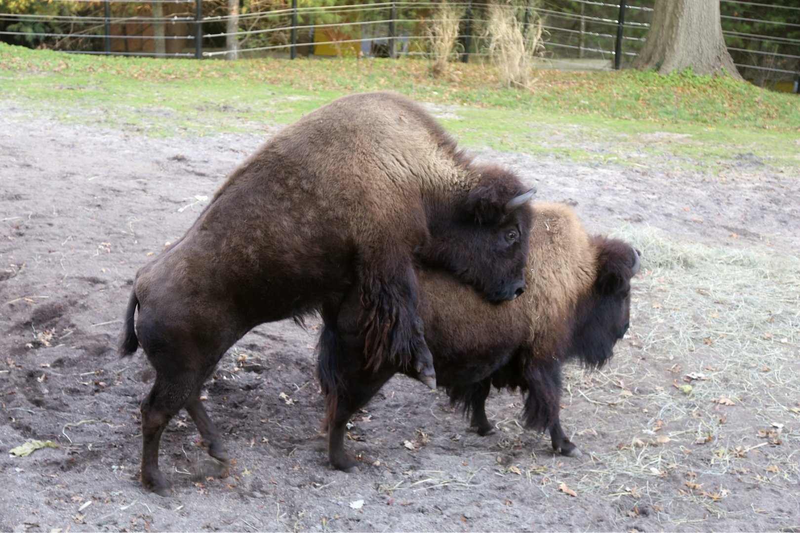 American Bison