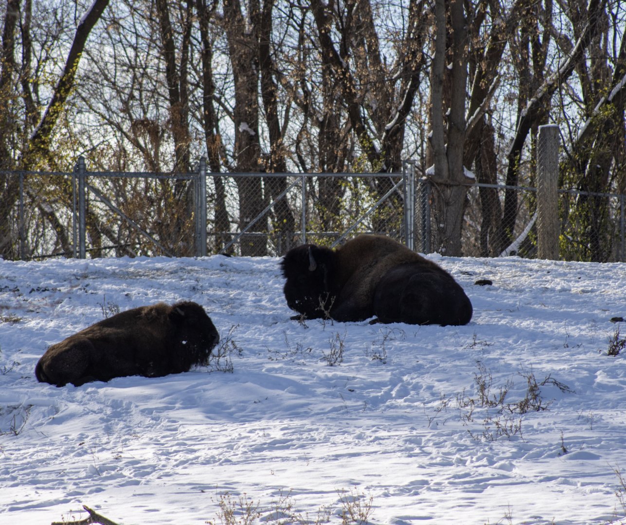 American Bison
