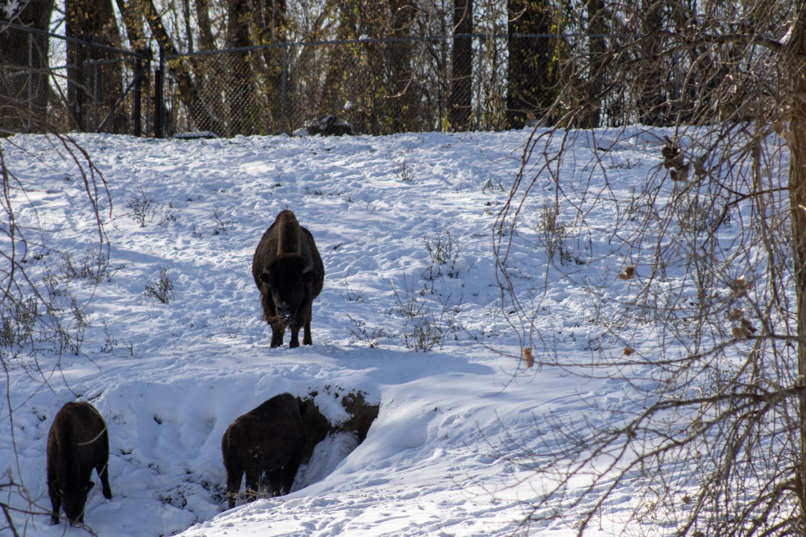 American Bison
