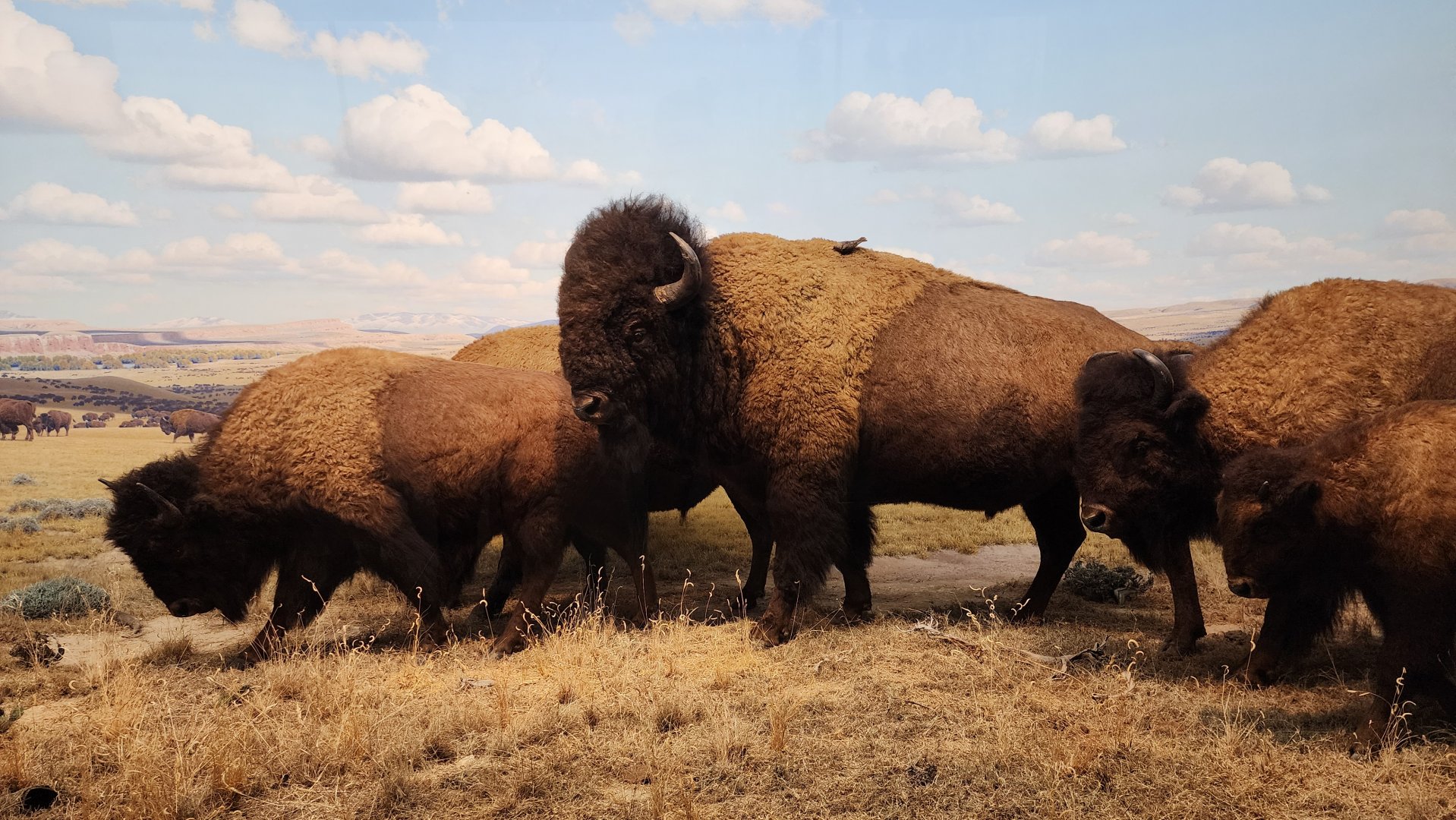 American Bison