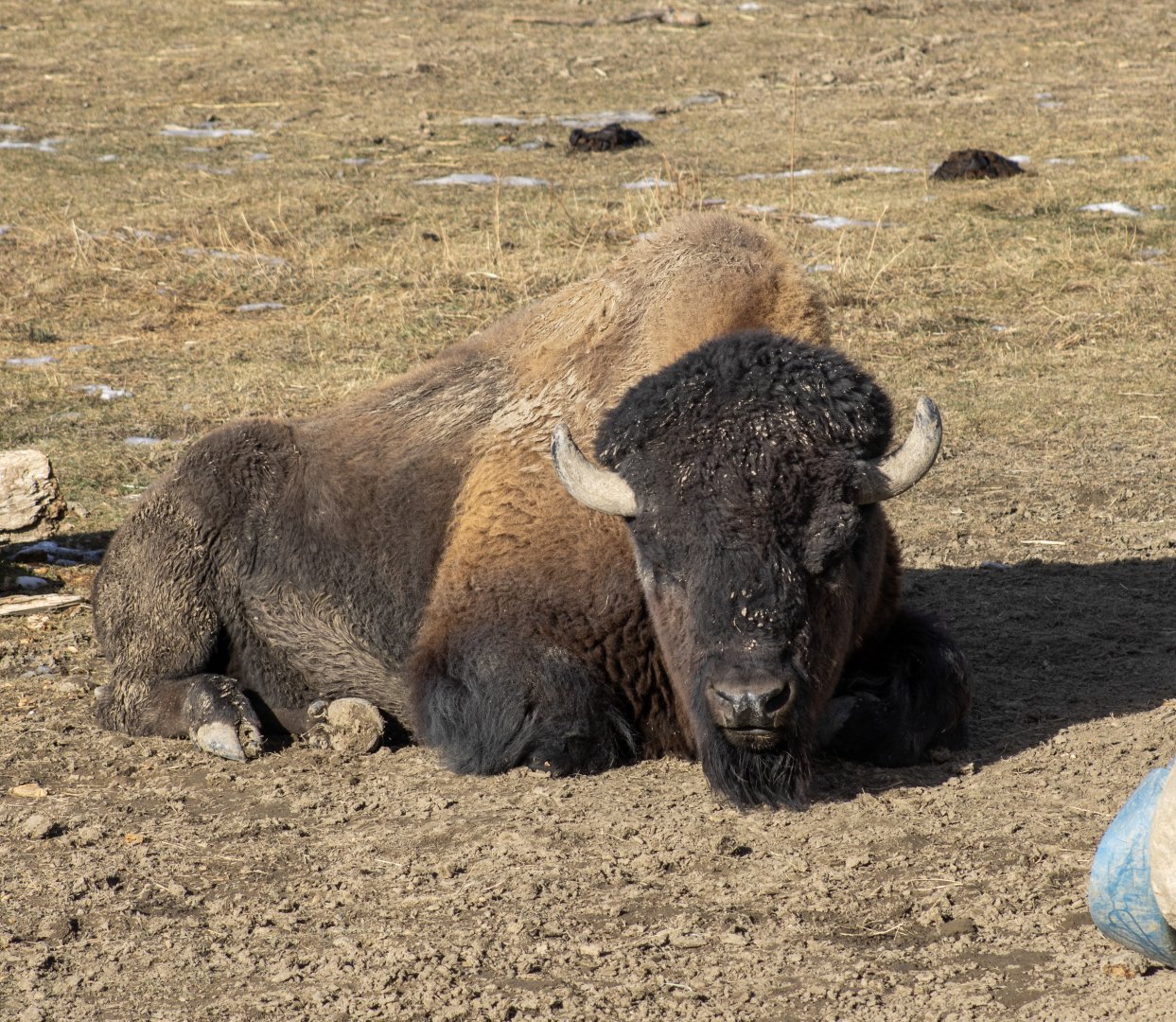 American Bison