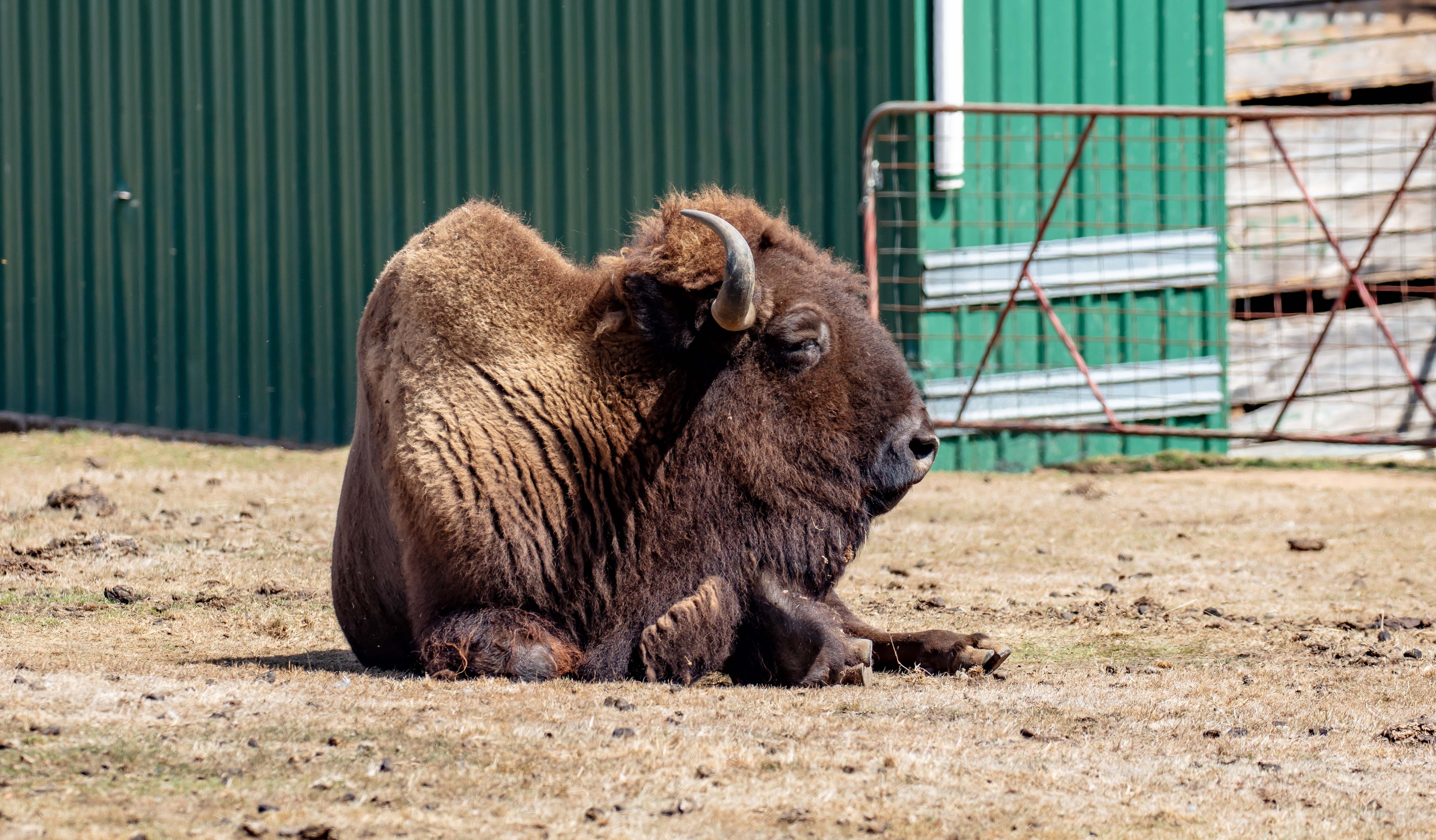 American Bison