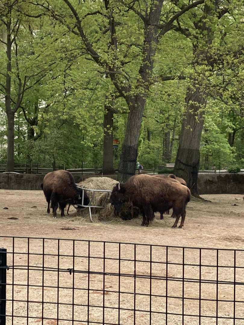 American Bison