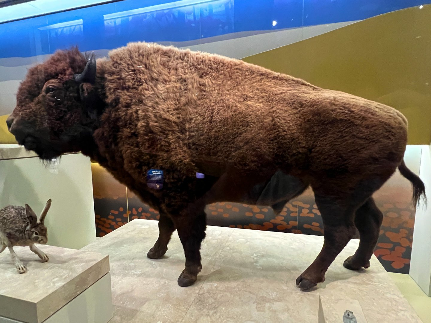 American Bison