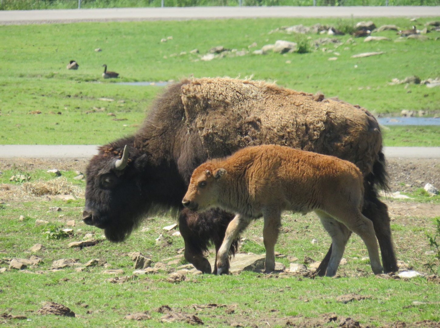 American bison