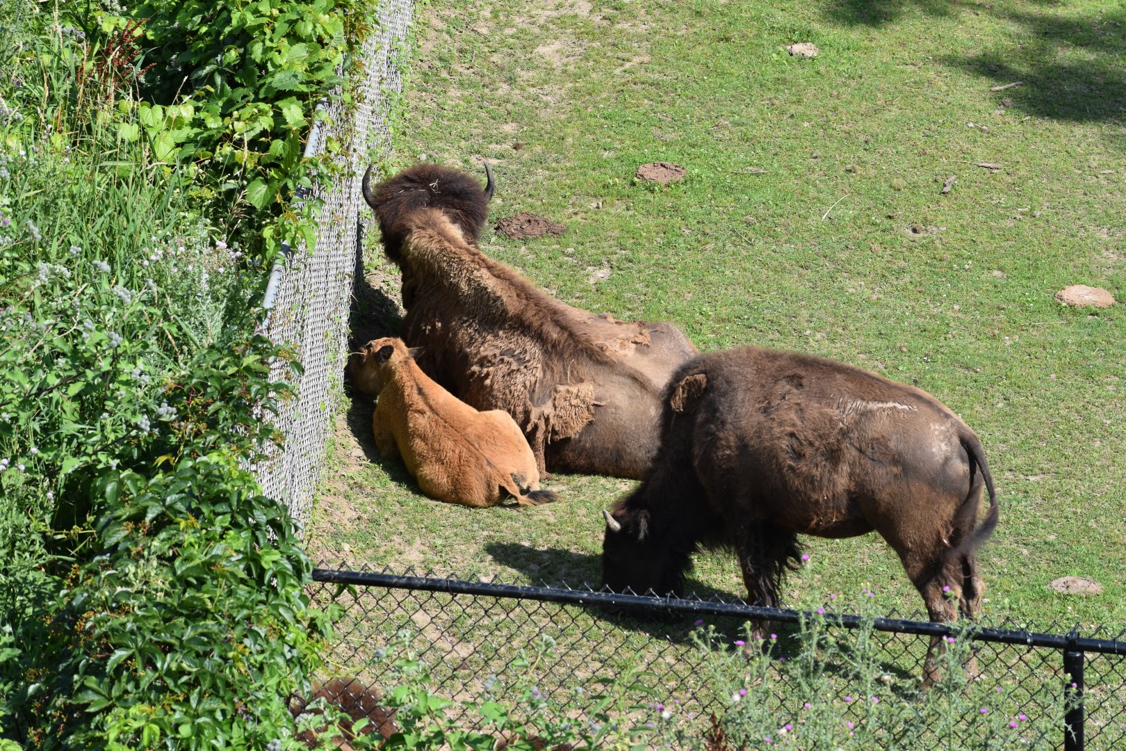 American Bison