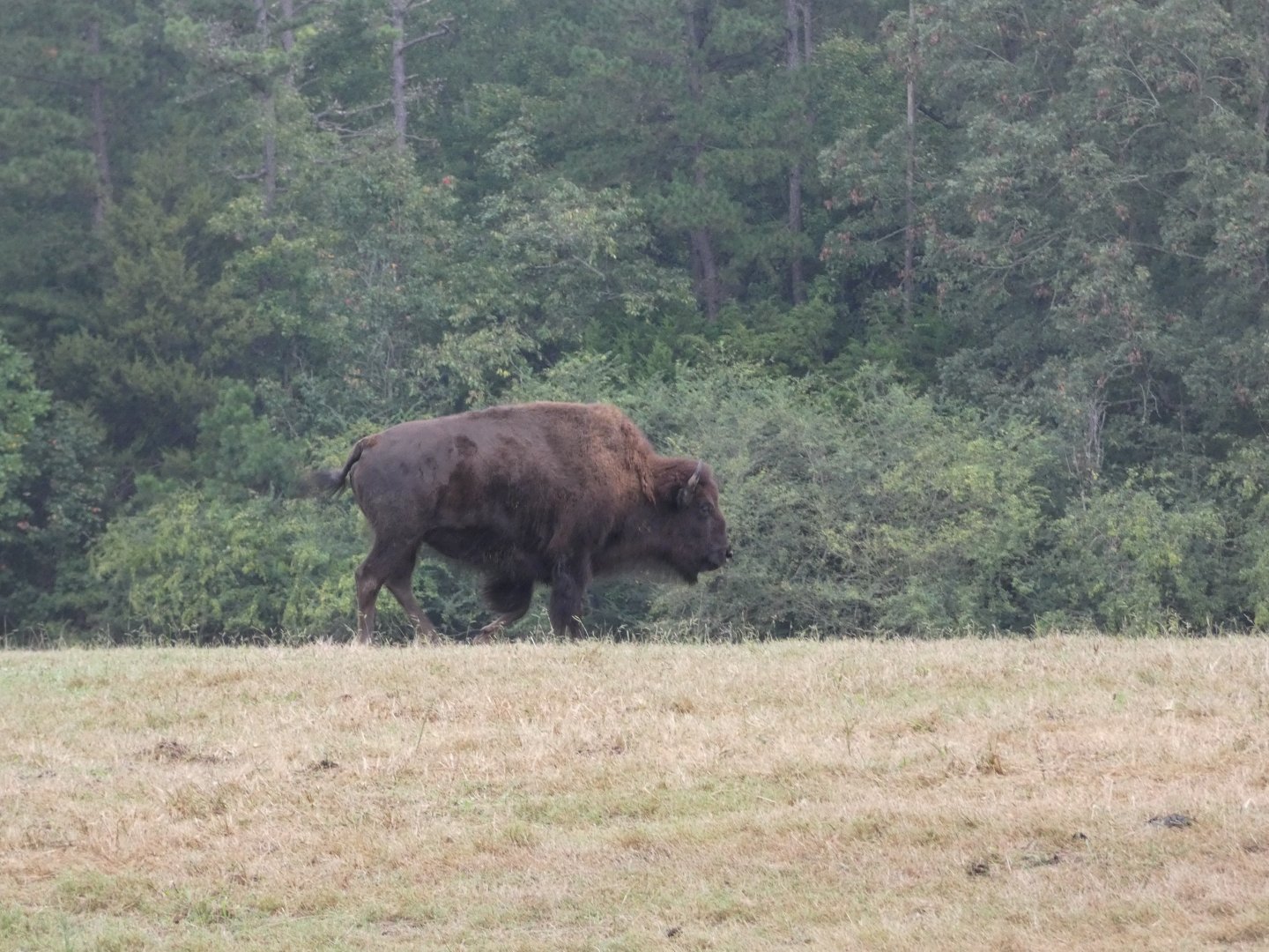 American Bison