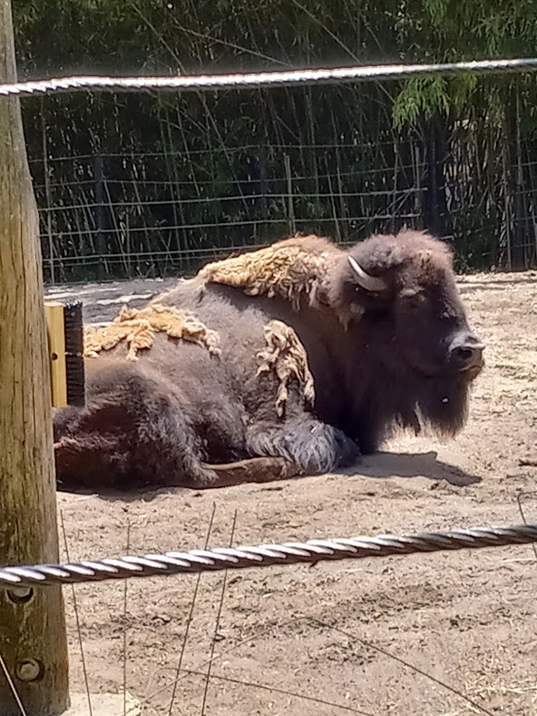 American Bison