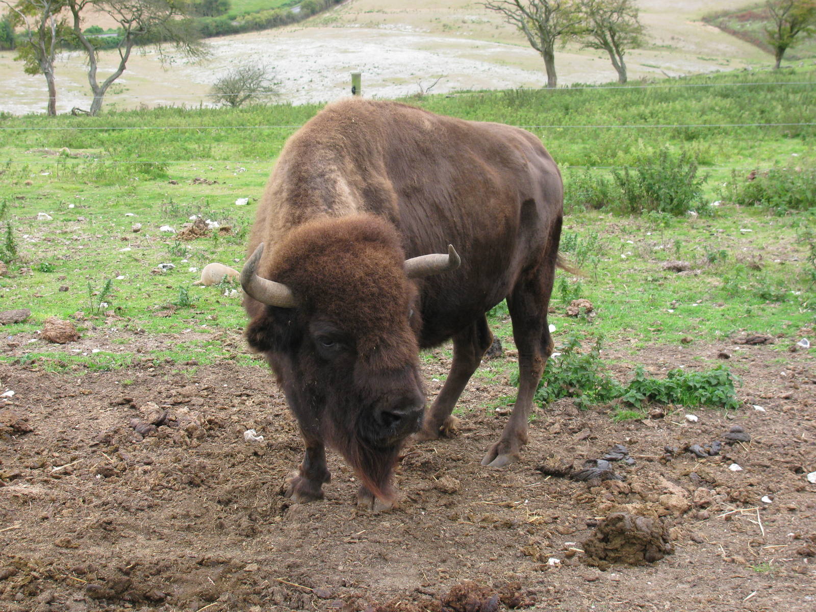 American Bison