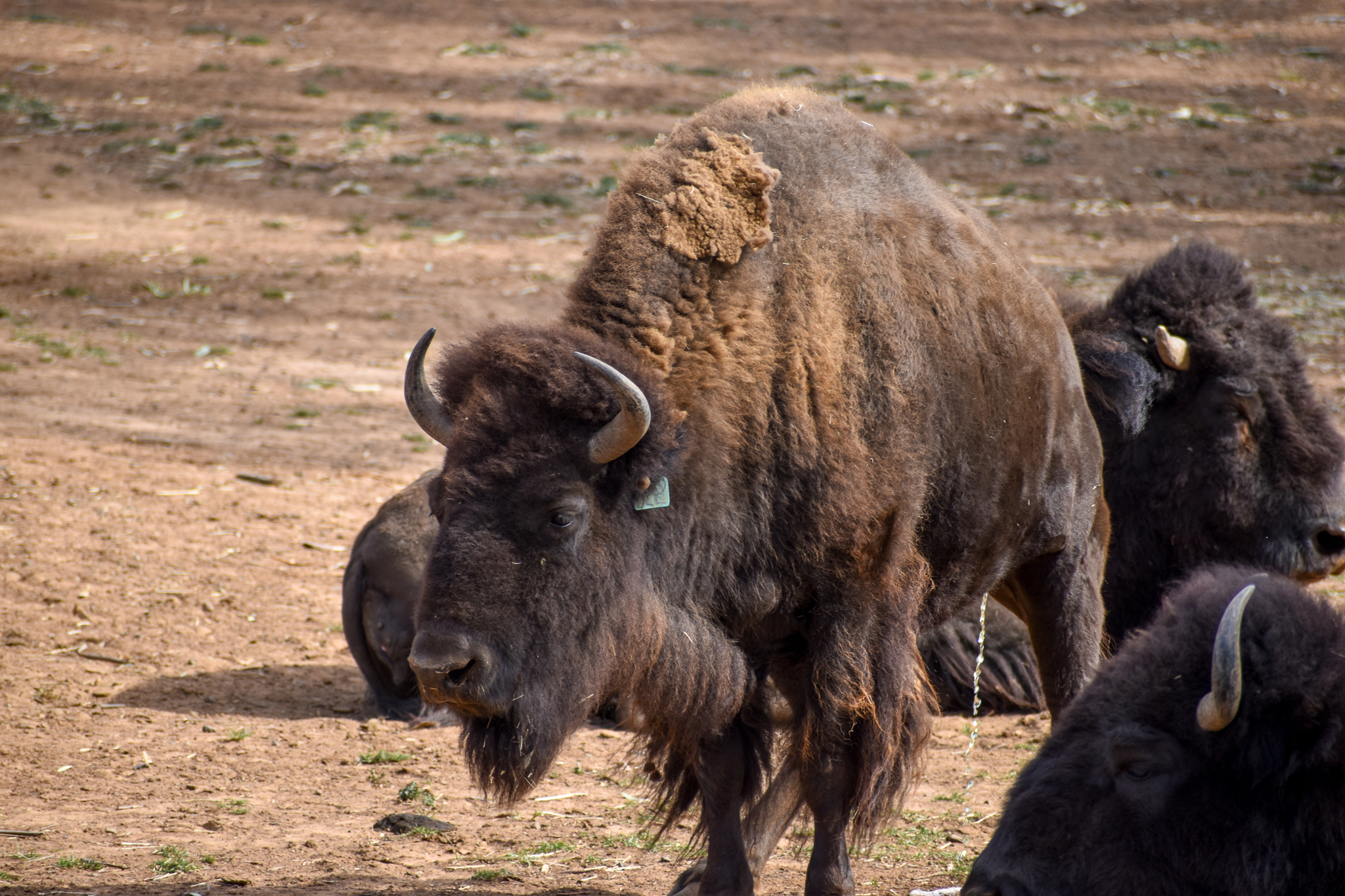 American Bison