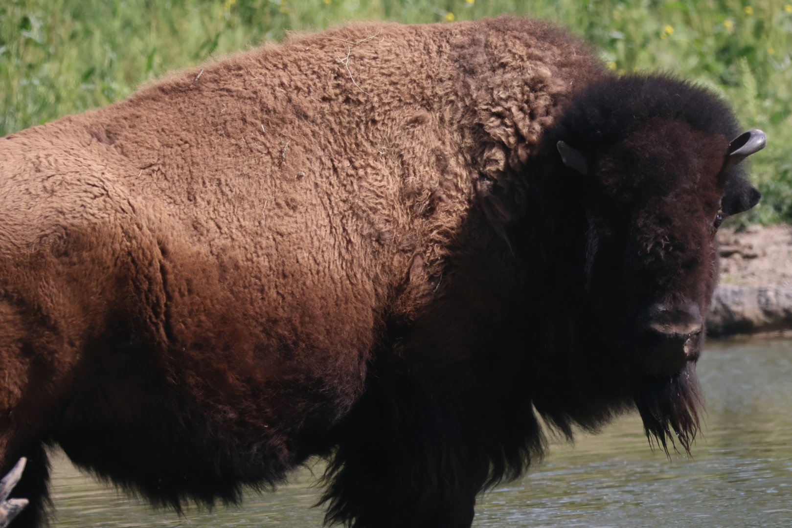 American bison