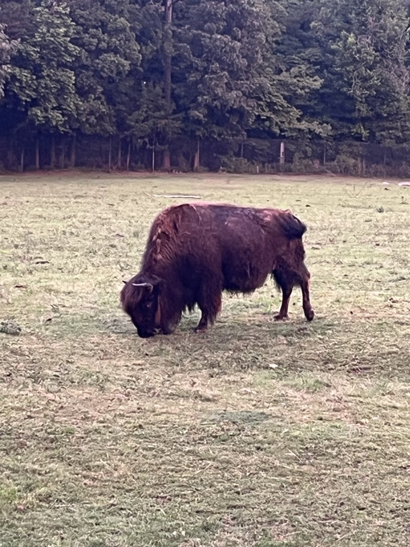 American Bison