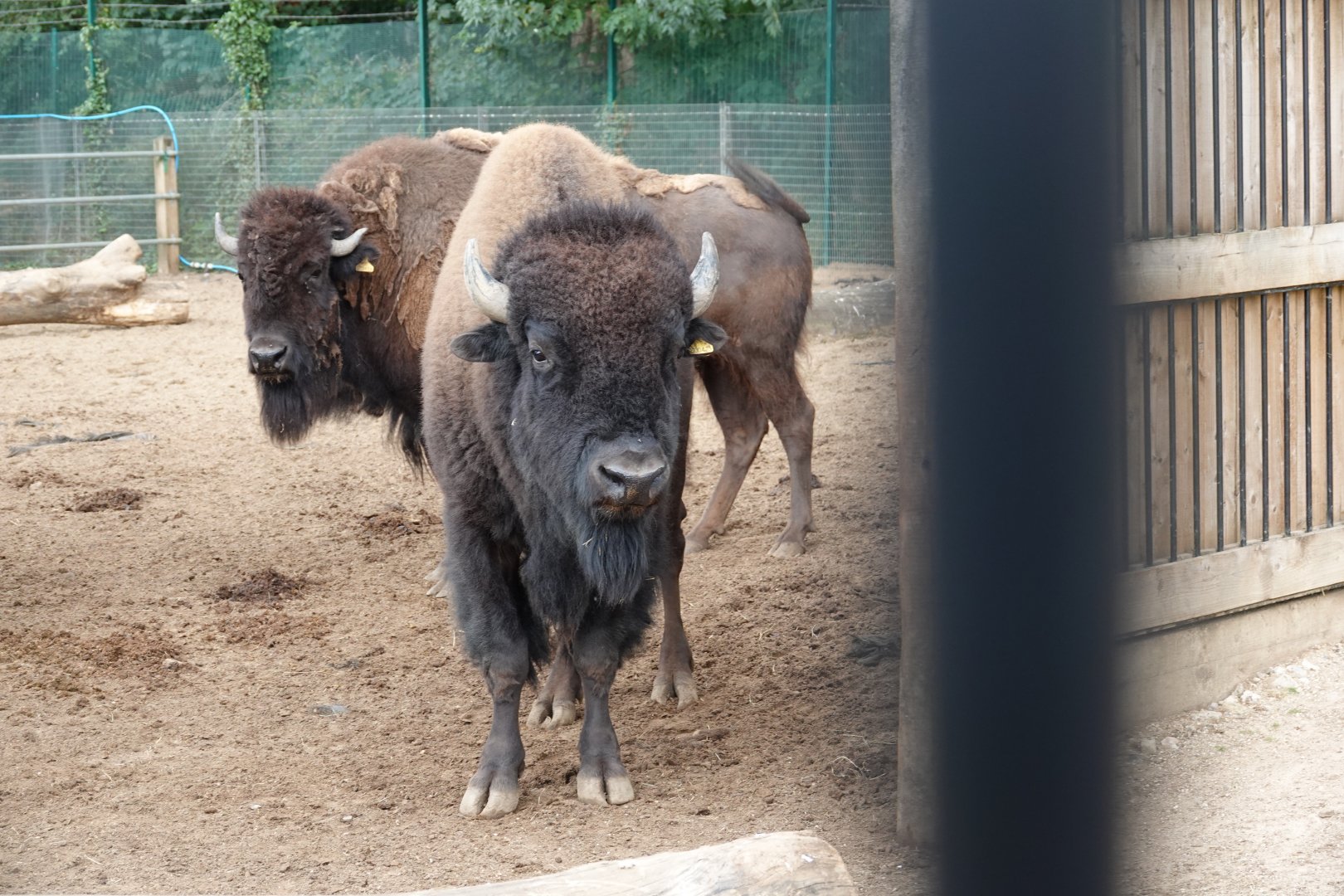 American bison