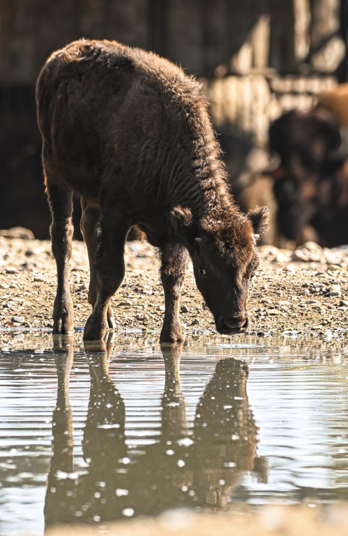 American bison